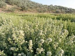 Ρίγανη